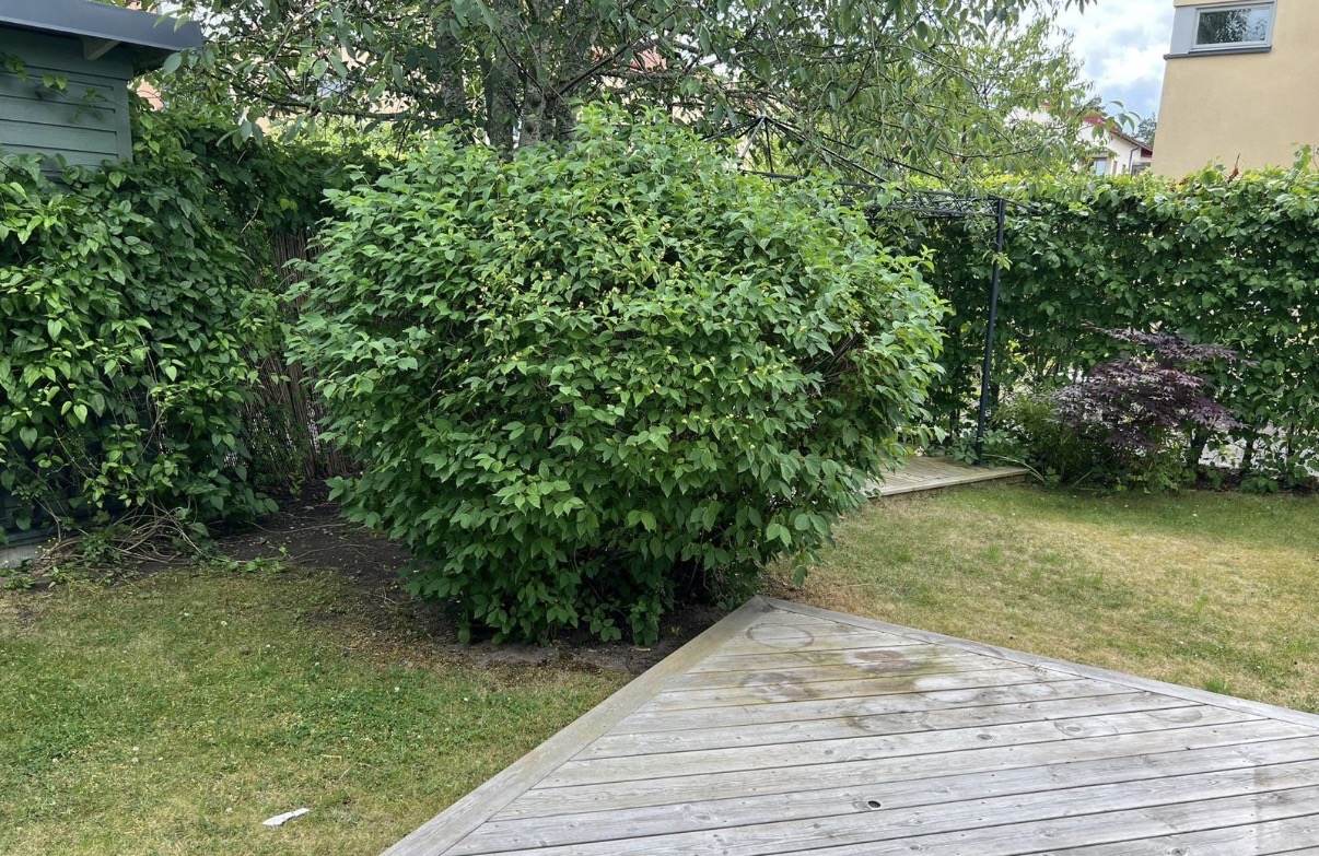 Buskaget som tagit över gräsmattan